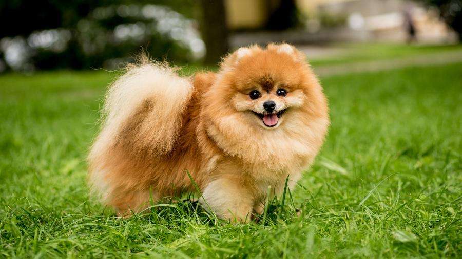 🐶 Top 5 Produtos Irresistíveis para Cachorros em 2025 1 cachorro da raca lulu da pomeramia
